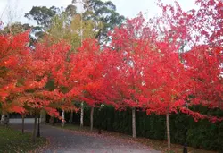 بذر افرا قرمز آمریکایی <br> بسته 5 عددی <br> American Red Maple <br> Acer rubrum Seeds