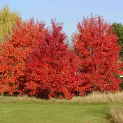 بذر افرا قرمز آمریکایی <br> بسته 5 عددی <br> American Red Maple <br> Acer rubrum Seeds