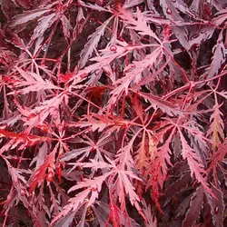 بذر افرا قرمز ژاپنی مجنون  بسته 5 عددی  Dissected Japanese Maple Seeds  Acer palmatum Dissectum