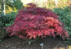بذر افرا قرمز ژاپنی مجنون  بسته 5 عددی  Dissected Japanese Maple Seeds  Acer palmatum Dissectum