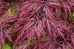 بذر افرا قرمز ژاپنی مجنون  بسته 5 عددی  Dissected Japanese Maple Seeds  Acer palmatum Dissectum