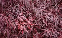 بذر افرا قرمز ژاپنی مجنون  بسته 5 عددی  Dissected Japanese Maple Seeds  Acer palmatum Dissectum