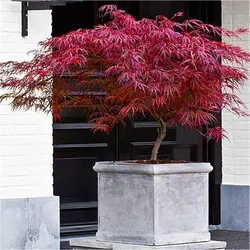 بذر افرا قرمز ژاپنی مجنون  بسته 5 عددی  Dissected Japanese Maple Seeds  Acer palmatum Dissectum