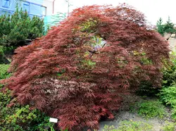بذر افرا قرمز ژاپنی مجنون  بسته 5 عددی  Dissected Japanese Maple Seeds  Acer palmatum Dissectum
