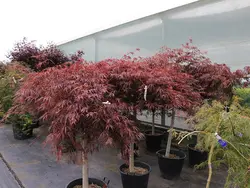 بذر افرا قرمز ژاپنی مجنون  بسته 5 عددی  Dissected Japanese Maple Seeds  Acer palmatum Dissectum