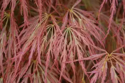 بذر افرا قرمز ژاپنی مجنون  بسته 5 عددی  Dissected Japanese Maple Seeds  Acer palmatum Dissectum