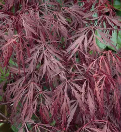 بذر افرا قرمز ژاپنی مجنون  بسته 5 عددی  Dissected Japanese Maple Seeds  Acer palmatum Dissectum