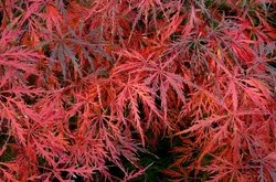 بذر افرا قرمز ژاپنی مجنون  بسته 5 عددی  Dissected Japanese Maple Seeds  Acer palmatum Dissectum