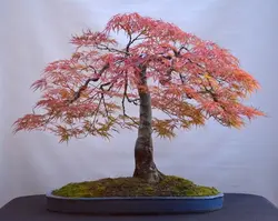 بذر افرا قرمز ژاپنی مجنون  بسته 5 عددی  Dissected Japanese Maple Seeds  Acer palmatum Dissectum