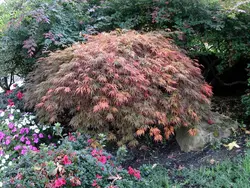 بذر افرا قرمز ژاپنی مجنون  بسته 5 عددی  Dissected Japanese Maple Seeds  Acer palmatum Dissectum