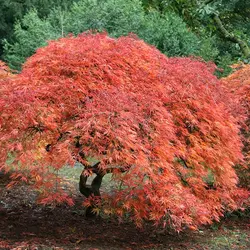 بذر افرا قرمز ژاپنی مجنون  بسته 5 عددی  Dissected Japanese Maple Seeds  Acer palmatum Dissectum