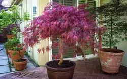 بذر افرا قرمز ژاپنی مجنون  بسته 5 عددی  Dissected Japanese Maple Seeds  Acer palmatum Dissectum