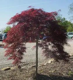 بذر افرا قرمز ژاپنی مجنون  بسته 5 عددی  Dissected Japanese Maple Seeds  Acer palmatum Dissectum
