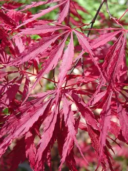 بذر افرا قرمز ژاپنی مجنون  بسته 5 عددی  Dissected Japanese Maple Seeds  Acer palmatum Dissectum