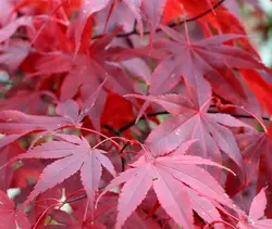 بذر افرا قرمز ژاپنی  بسته 5 عددی  Japanese Red Maple Seeds  Acer palmatum Atropurpureum