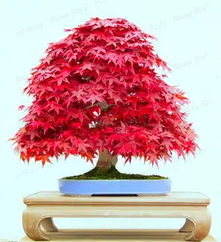 بذر افرا قرمز ژاپنی  بسته 5 عددی  Japanese Red Maple Seeds  Acer palmatum Atropurpureum