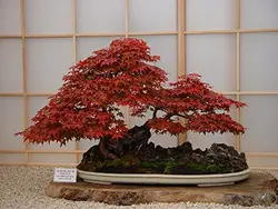 بذر افرا قرمز ژاپنی  بسته 5 عددی  Japanese Red Maple Seeds  Acer palmatum Atropurpureum