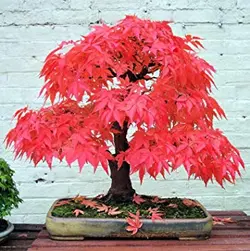 بذر افرا قرمز ژاپنی  بسته 5 عددی  Japanese Red Maple Seeds  Acer palmatum Atropurpureum