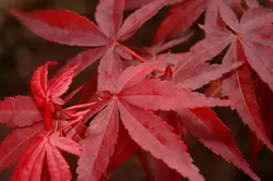 بذر افرا قرمز ژاپنی  بسته 5 عددی  Japanese Red Maple Seeds  Acer palmatum Atropurpureum