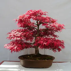 بذر افرا قرمز ژاپنی  بسته 5 عددی  Japanese Red Maple Seeds  Acer palmatum Atropurpureum