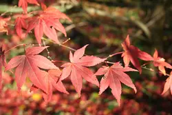 بذر افرا قرمز ژاپنی  بسته 5 عددی  Japanese Red Maple Seeds  Acer palmatum Atropurpureum