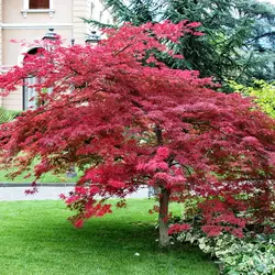بذر افرا قرمز ژاپنی  بسته 5 عددی  Japanese Red Maple Seeds  Acer palmatum Atropurpureum