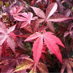 بذر افرا قرمز ژاپنی  بسته 5 عددی  Japanese Red Maple Seeds  Acer palmatum Atropurpureum