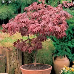 بذر افرا قرمز ژاپنی  بسته 5 عددی  Japanese Red Maple Seeds  Acer palmatum Atropurpureum
