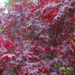 بذر افرا قرمز ژاپنی  بسته 5 عددی  Japanese Red Maple Seeds  Acer palmatum Atropurpureum