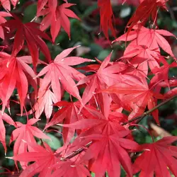 بذر افرا قرمز ژاپنی  بسته 5 عددی  Japanese Red Maple Seeds  Acer palmatum Atropurpureum