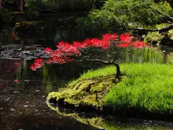بذر افرا قرمز ژاپنی  بسته 5 عددی  Japanese Red Maple Seeds  Acer palmatum Atropurpureum