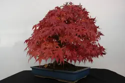 بذر افرا قرمز ژاپنی  بسته 5 عددی  Japanese Red Maple Seeds  Acer palmatum Atropurpureum