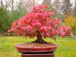 بذر افرا قرمز ژاپنی  بسته 5 عددی  Japanese Red Maple Seeds  Acer palmatum Atropurpureum