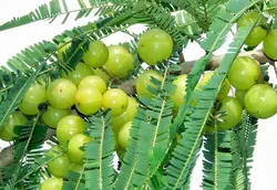 بذر آمله هندی <br> بسته یک عددی <br> Emblic <br><i><b> Phyllanthus emblica </i> Seeds </b>