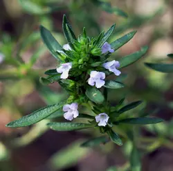 بذر آویشن دنایی (برگ باریک  بسته 50 عددی  Dena Mountain's Thyme  Thymus daenensis Seeds