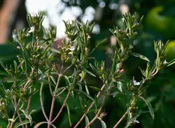 بذر آویشن دنایی (برگ باریک  بسته 50 عددی  Dena Mountain's Thyme  Thymus daenensis Seeds