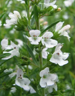 بذر آویشن دنایی (برگ باریک  بسته 50 عددی  Dena Mountain's Thyme  Thymus daenensis Seeds