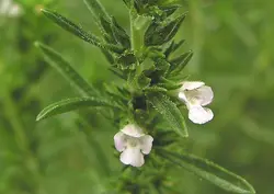 بذر آویشن دنایی (برگ باریک  بسته 50 عددی  Dena Mountain's Thyme  Thymus daenensis Seeds