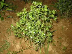 بذر آویشن دنایی (برگ باریک  بسته 50 عددی  Dena Mountain's Thyme  Thymus daenensis Seeds