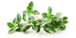 بذر آویشن شیرازی <br> بسته 50 عددی<br> Shiraz's Thyme Seeds <br> Zataria multiflora Seeds