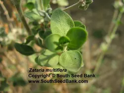 بذر آویشن شیرازی <br> بسته 50 عددی<br> Shiraz's Thyme Seeds <br> Zataria multiflora Seeds