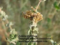 بذر آویشن شیرازی <br> بسته 50 عددی<br> Shiraz's Thyme Seeds <br> Zataria multiflora Seeds