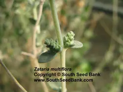 بذر آویشن شیرازی <br> بسته 50 عددی<br> Shiraz's Thyme Seeds <br> Zataria multiflora Seeds