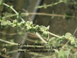 بذر آویشن شیرازی <br> بسته 50 عددی<br> Shiraz's Thyme Seeds <br> Zataria multiflora Seeds