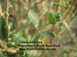 بذر آویشن شیرازی <br> بسته 50 عددی<br> Shiraz's Thyme Seeds <br> Zataria multiflora Seeds