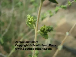 بذر آویشن شیرازی <br> بسته 50 عددی<br> Shiraz's Thyme Seeds <br> Zataria multiflora Seeds