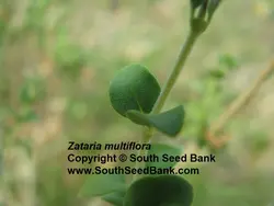 بذر آویشن شیرازی <br> بسته 50 عددی<br> Shiraz's Thyme Seeds <br> Zataria multiflora Seeds