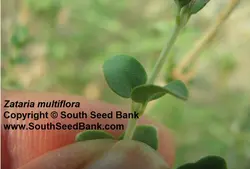 بذر آویشن شیرازی <br> بسته 50 عددی<br> Shiraz's Thyme Seeds <br> Zataria multiflora Seeds