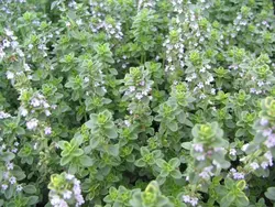 بذر آویشن لیمویی  بسته 10 عددی  Lemon Thyme Seeds  Thymus citriodorus Seeds