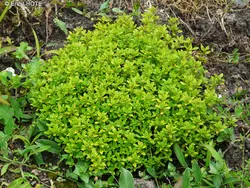 بذر آویشن لیمویی  بسته 10 عددی  Lemon Thyme Seeds  Thymus citriodorus Seeds